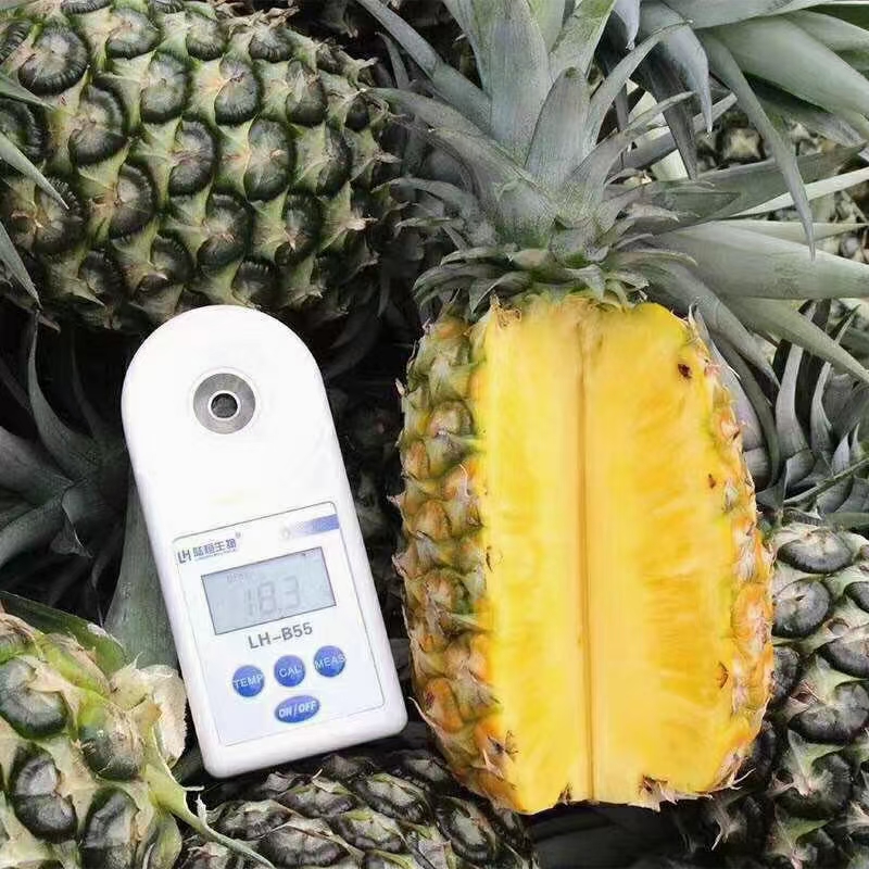 海南金钻凤梨，甜蜜蜜凤梨16号，原产地直发