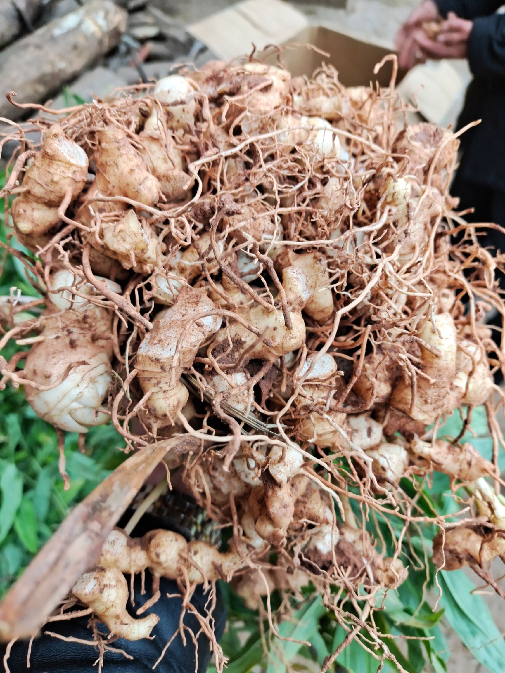 黄精种苗  黄精苗