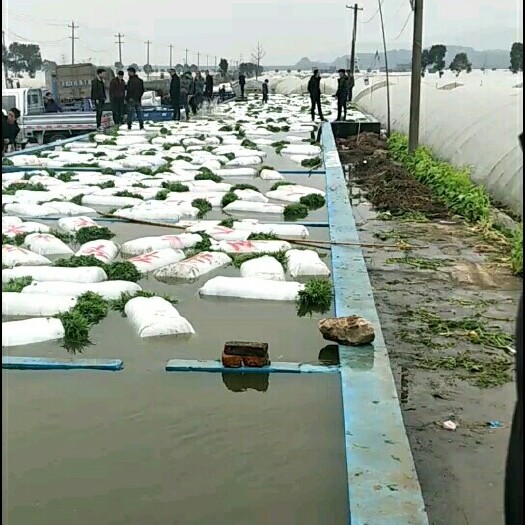 阳新县藜蒿 阳新东润湖蒿