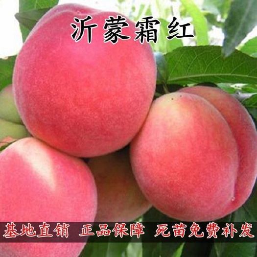 平邑县精品沂蒙霜红桃苗基地先挖发货 包品种  成活率高