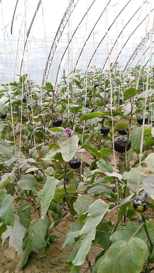 山东紫圆茄子，个头大，品质保证，量大价格优惠。