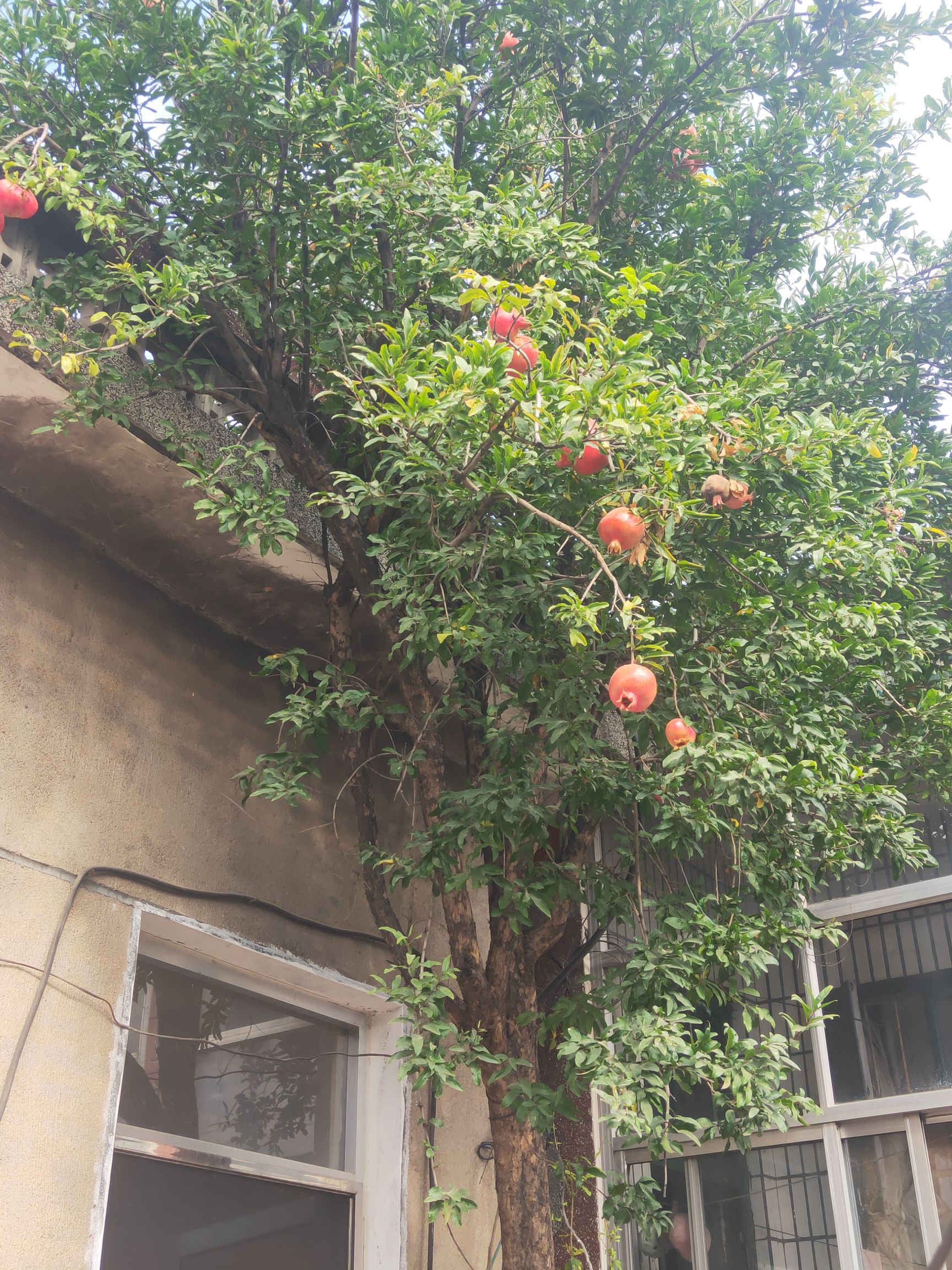 红如意软籽石榴树苗 扦插小苗 