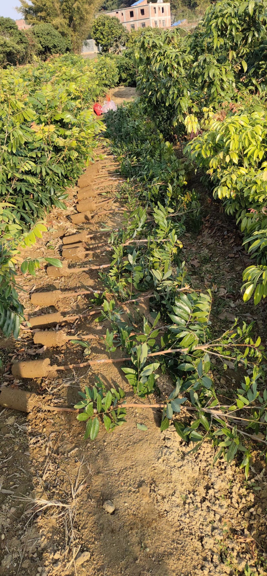 石峡龙眼苗  嫁接苗