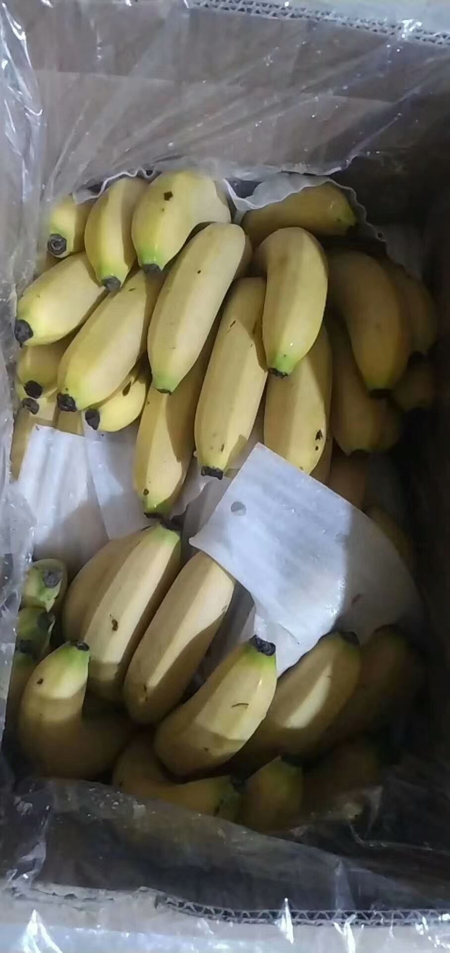 香蕉 河北省邯郸市丛台区 特级