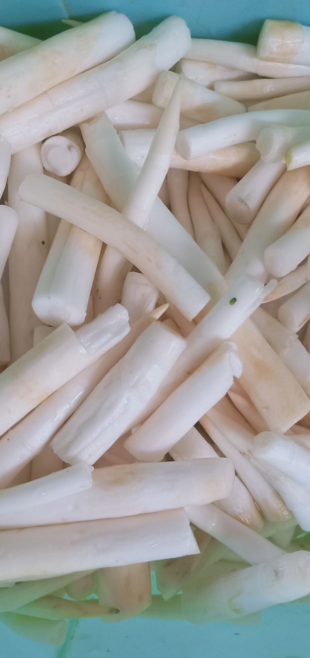 象牙菜草牙新鲜菜