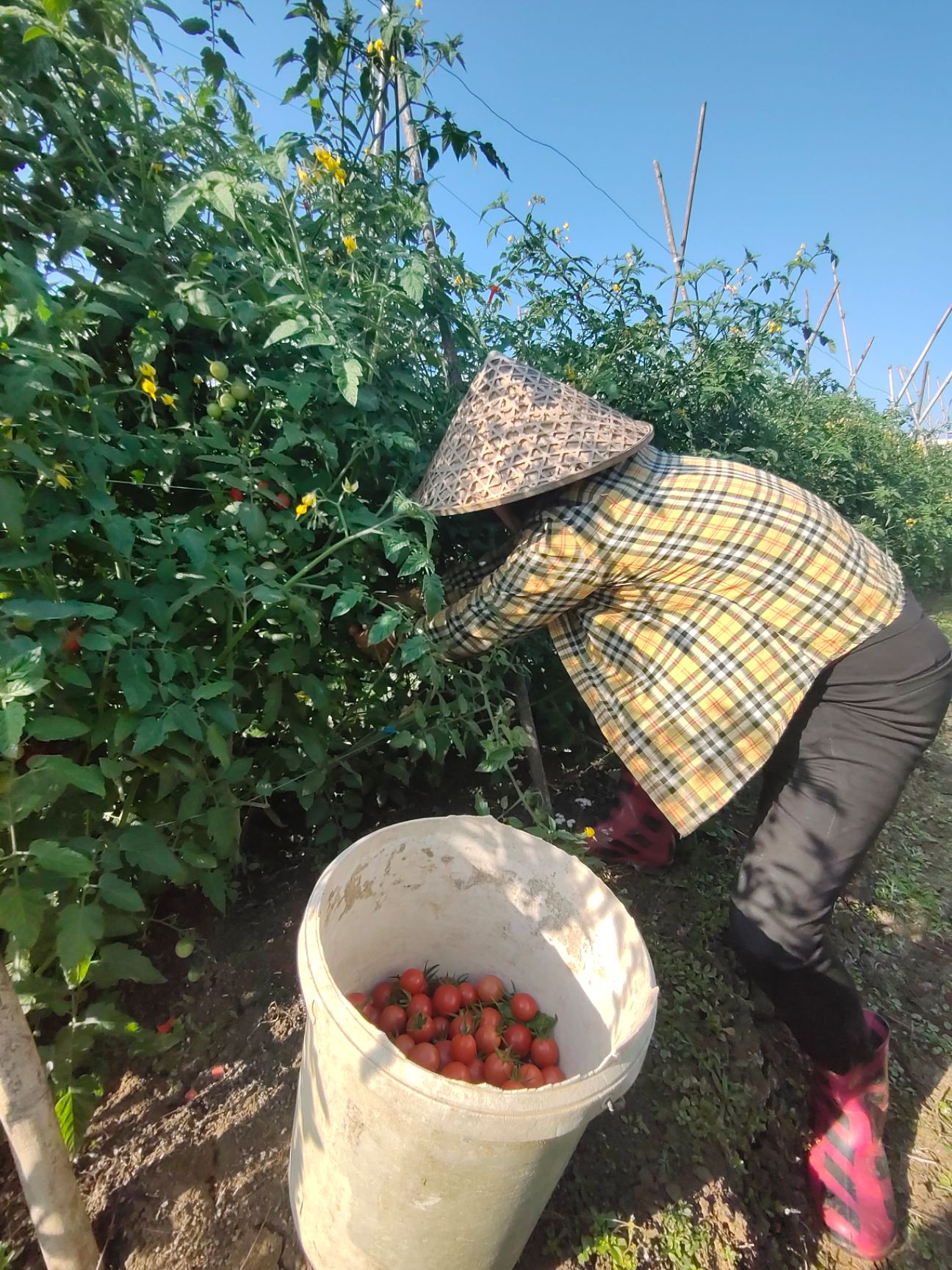  海南龙吉千禧圣女果，果味足，脆甜！