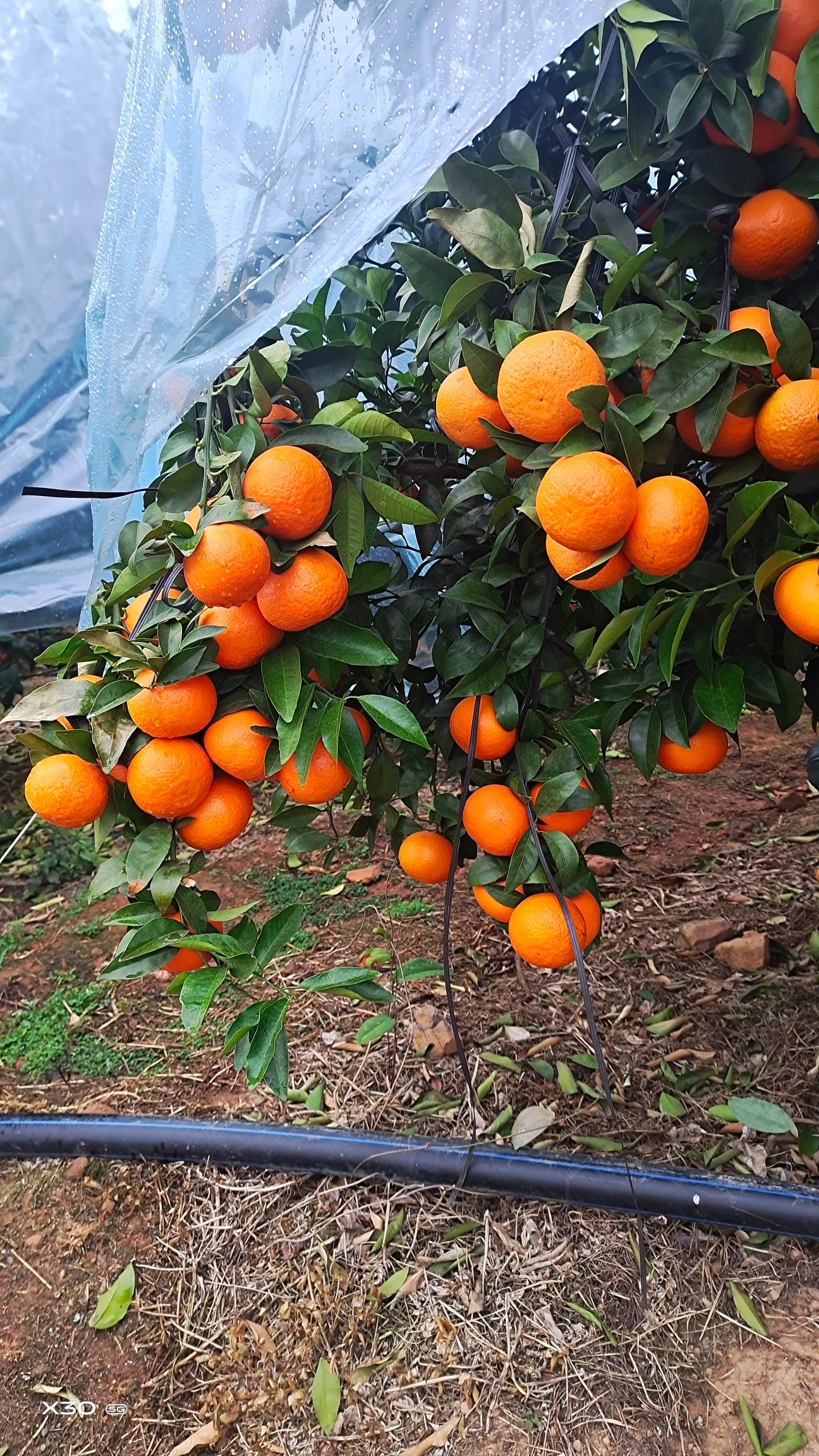 沃柑，高山沃柑纯甜，口感鲜美，农家肥种植，