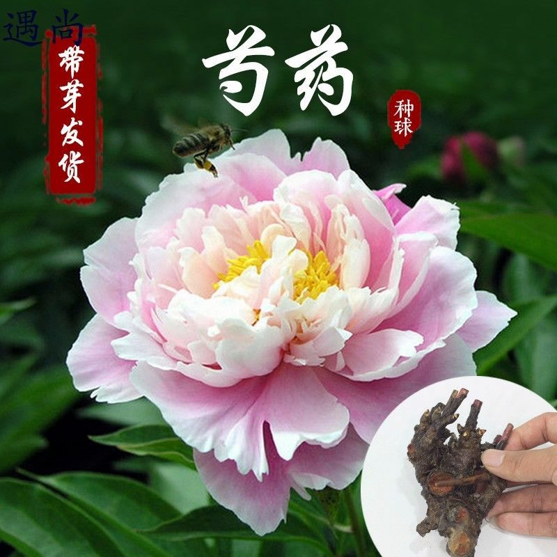 多花芍药  芍药花根多年生种根花卉盆栽地栽室内庭院观花植物花