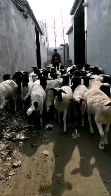 杜寒杂交绵羊，
