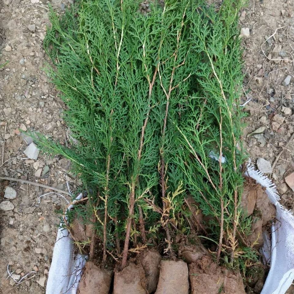 塔柏树塔柏松树松柏蜀桧龙柏侧柏刺柏工程绿化柏树苗美化环境