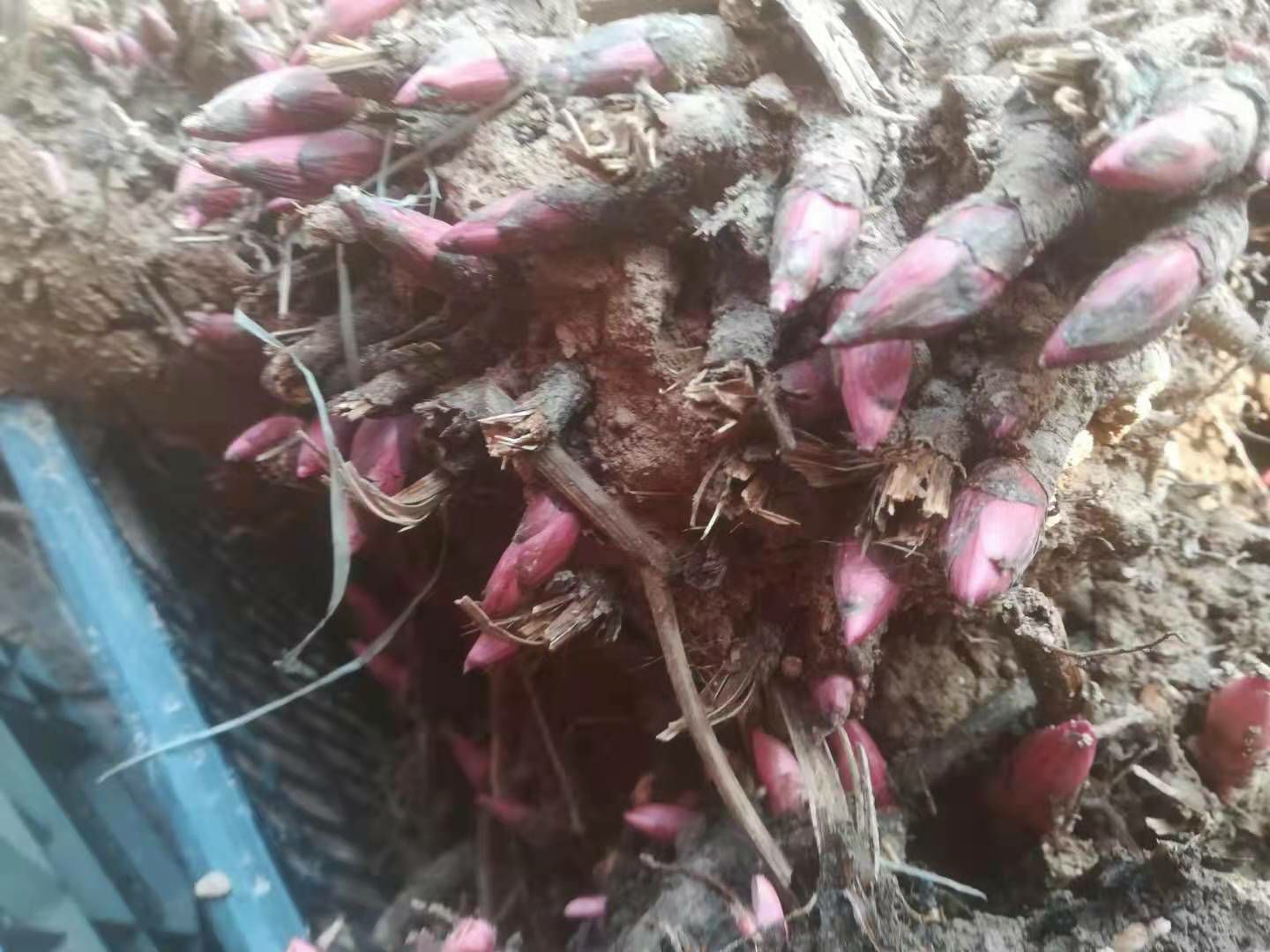 多花芍药  芍药花根多年生种根花卉盆栽地栽室内庭院观花植物花