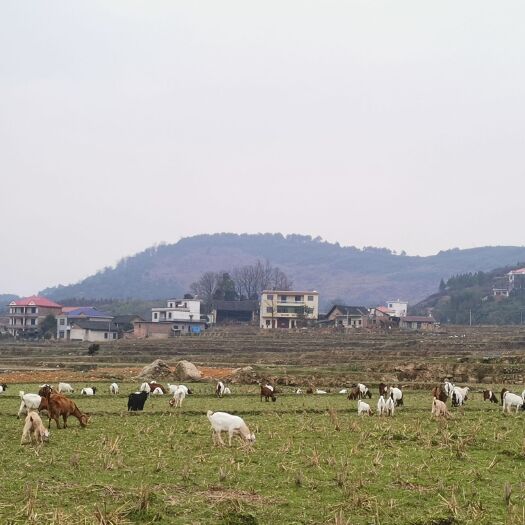 新宁县羊山羊