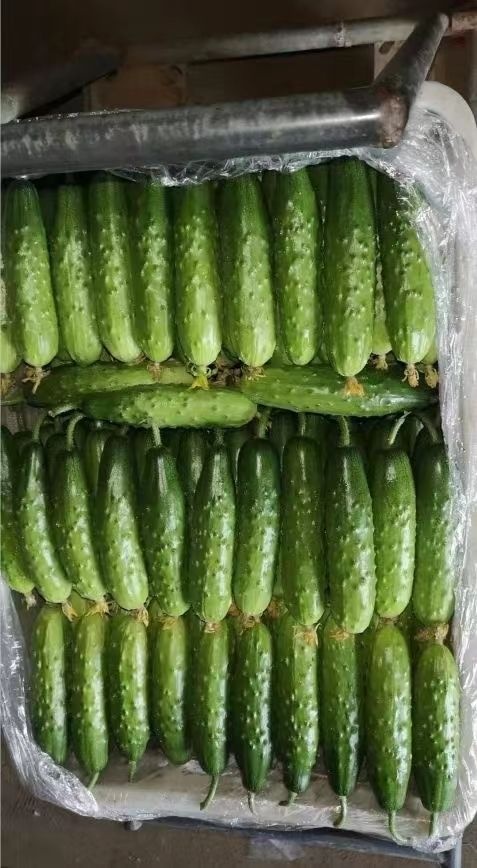 黄瓜种苗  大刺瘤大刺包旱黄瓜田骄七号水果黄瓜嫁接苗
