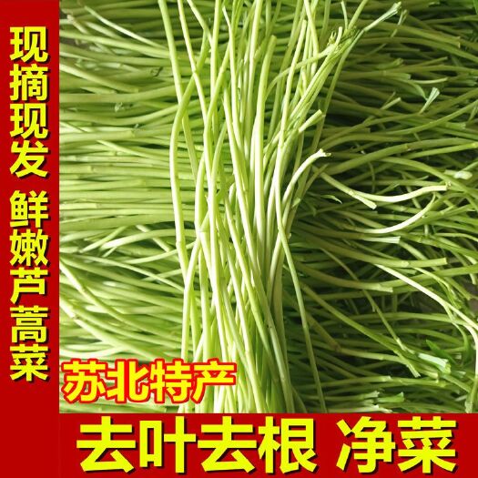 沭阳县苏北农家芦蒿新鲜蔬菜泥蒿去叶藜蒿净菜现摘现发量大优惠