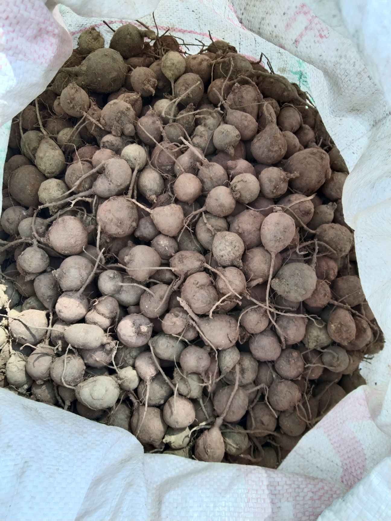 白及  鸡头薯  猎仔笠，原来长这样