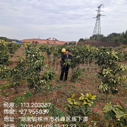 株洲红心柚苗 嫁接苗 
