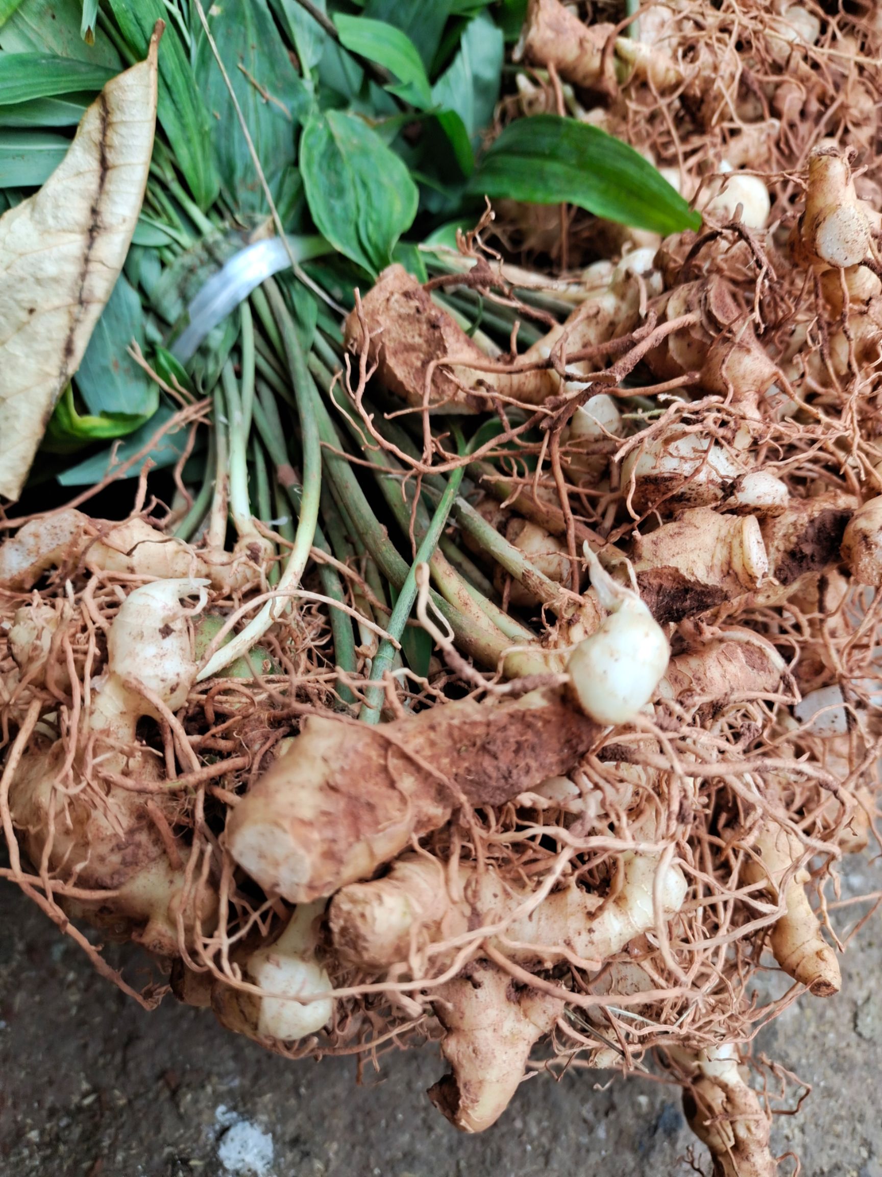 黄精种苗  黄精苗