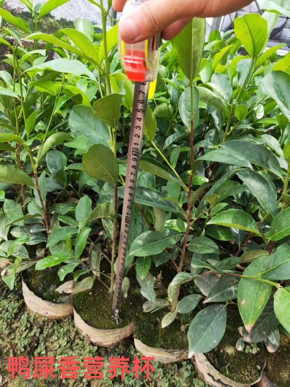 单丛茶苗，蜜兰香，乌叶，鸭屎香，距朵仔等床苗，营养钵，移植苗