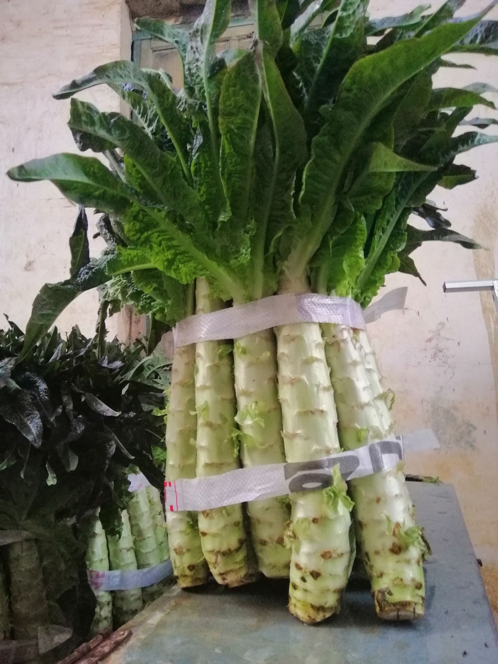 莴笋 广西壮族自治区南宁市宾阳县 