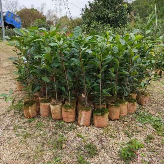 單叢茶苗，蜜蘭香，烏葉，鴨屎香，距朵仔等床苗，營養(yǎng)缽，移植苗