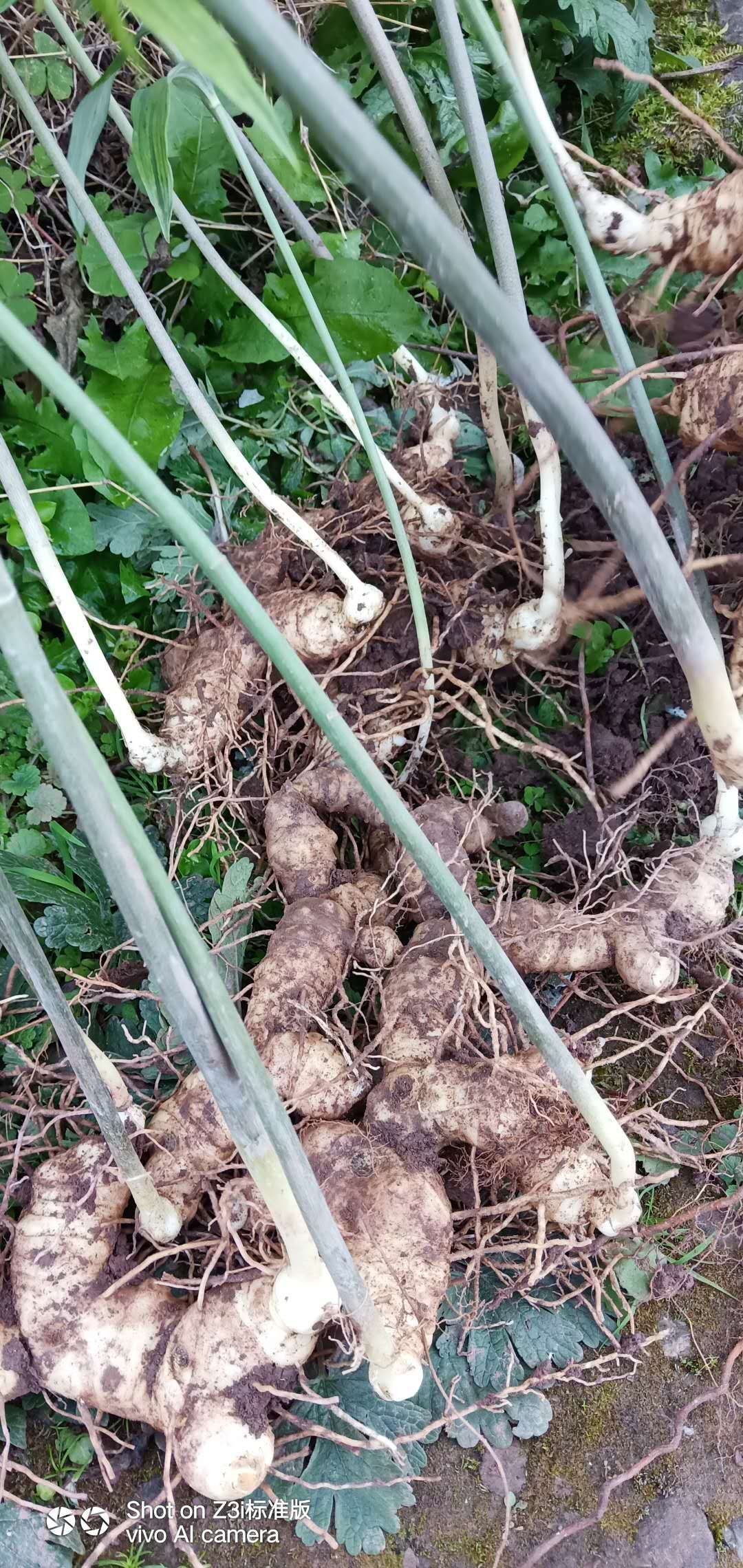 黄精种苗  黄精苗