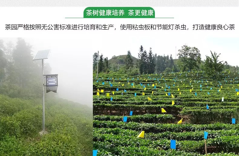 龙井茶  2021香茶.口感好，香味俱全