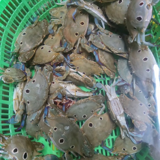  南海三点蟹