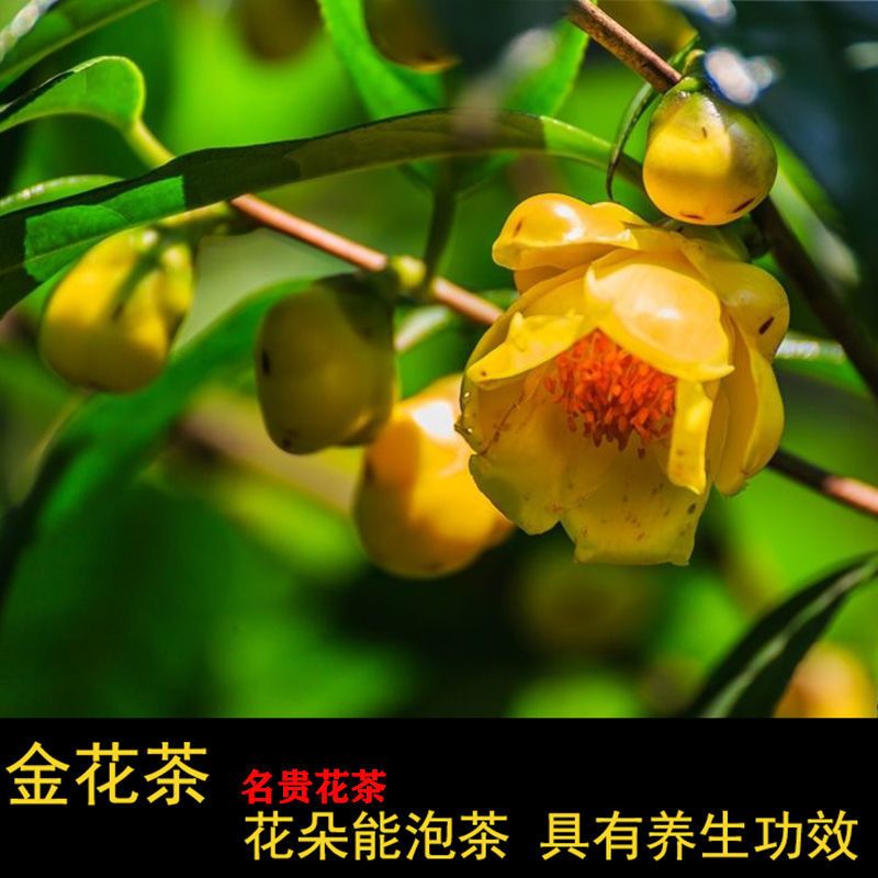 金花茶苗防城金花茶树种金花茶树苗广西防普金花茶盆栽茶花苗