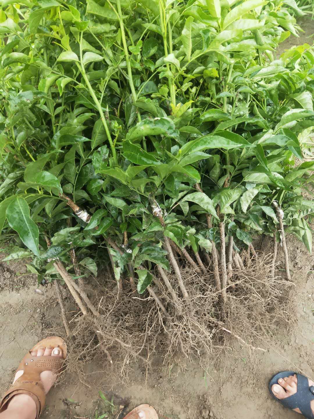 鸡心黄皮苗广西玉林 易种植好管理产量高果大清甜