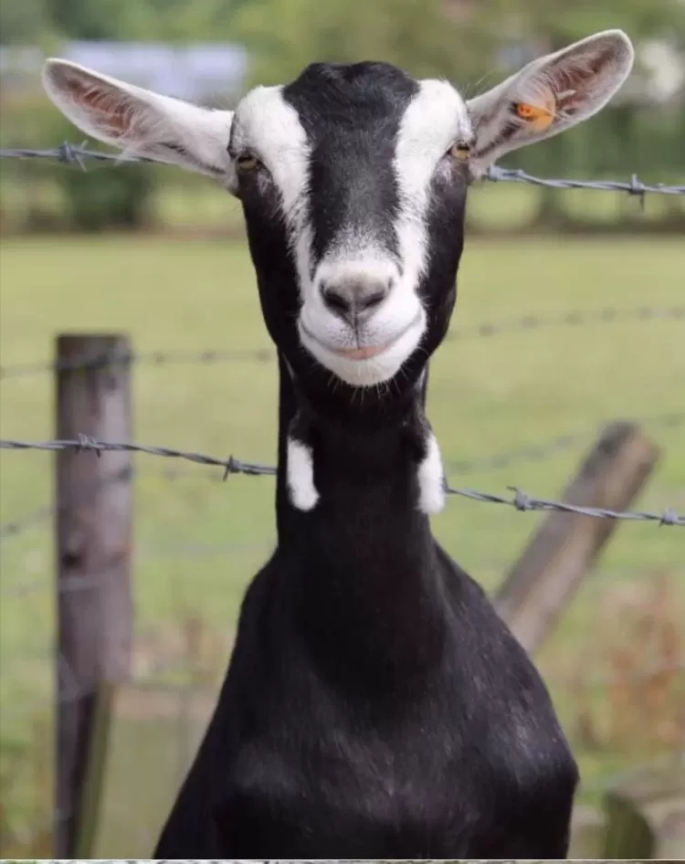 萨能奶山羊日产十斤以上免费提供养殖技术全国包运