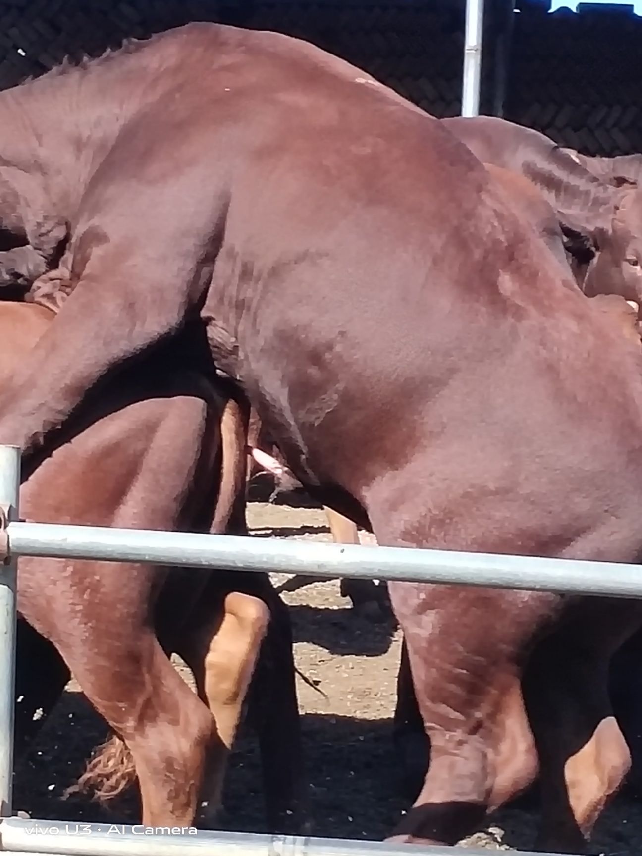 欢迎养殖朋友们前来选购大小肉牛