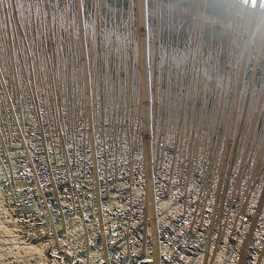 镇安县七叶树苗（又名索罗树）