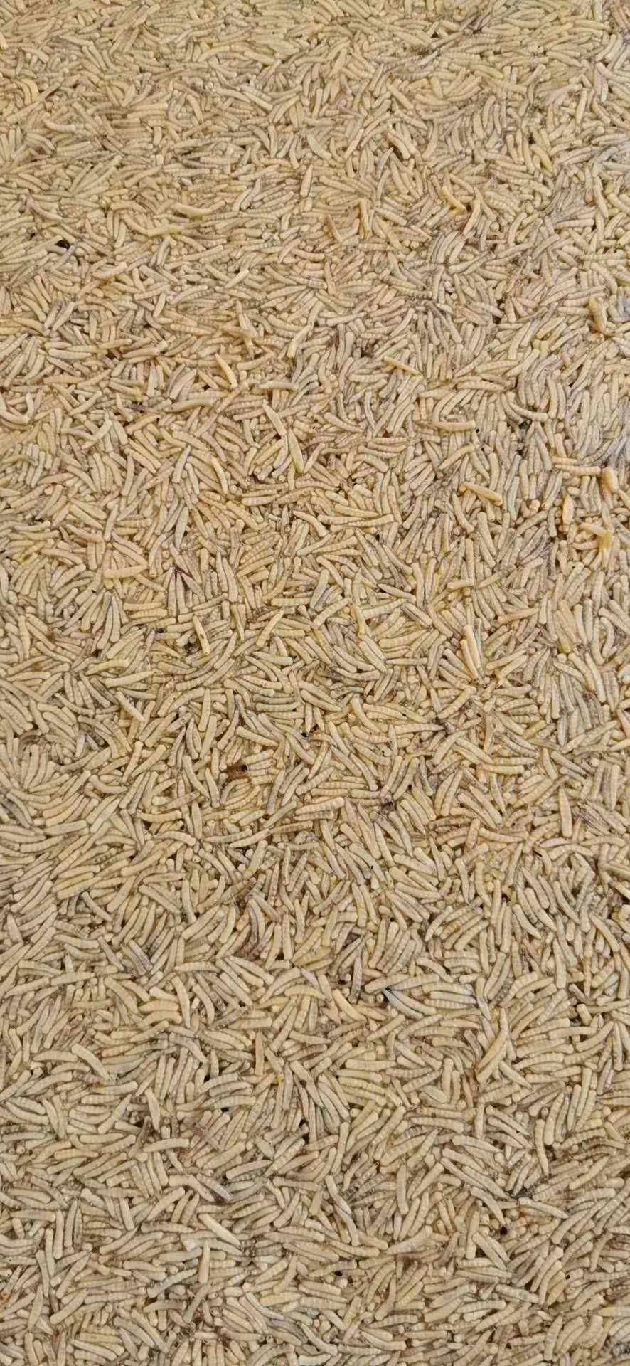 虾饲料  无菌黑水芒活虫冻虫