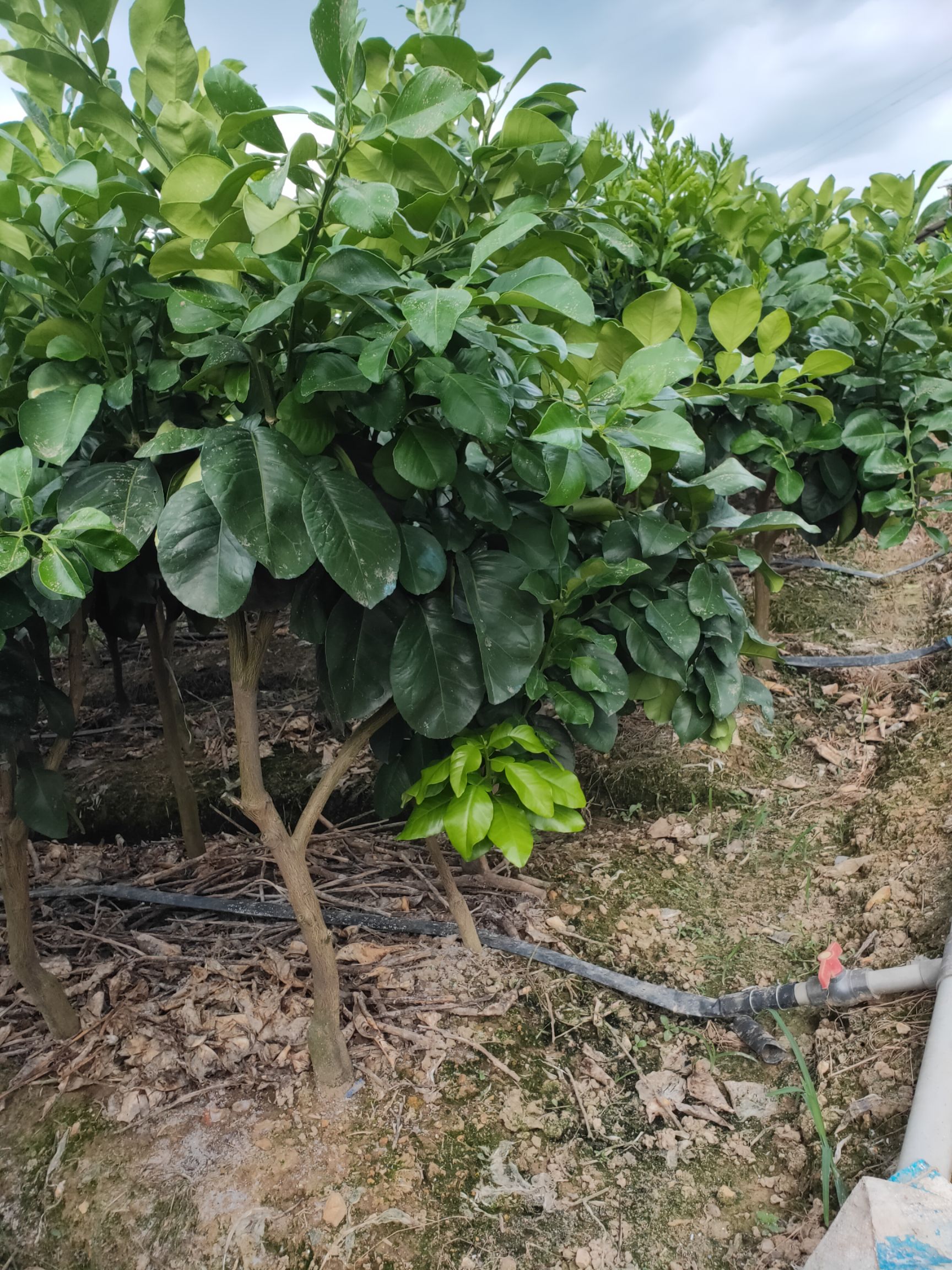 暹罗柚苗  泰国暹罗红柚苗，泰国三红柚苗，泰国红皮红肉柚苗