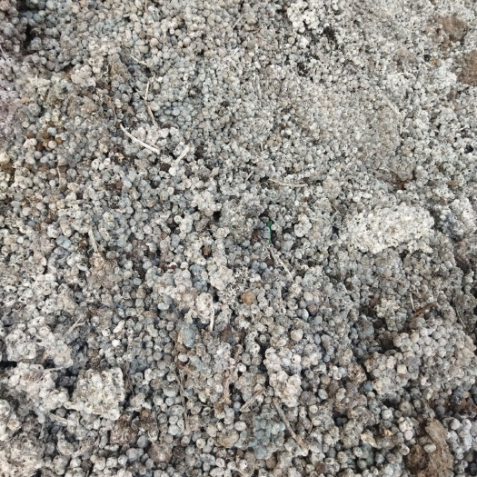 丹江口市都是山羊粪发酵好的。干粪。装袋。每袋40斤左右需要的联系