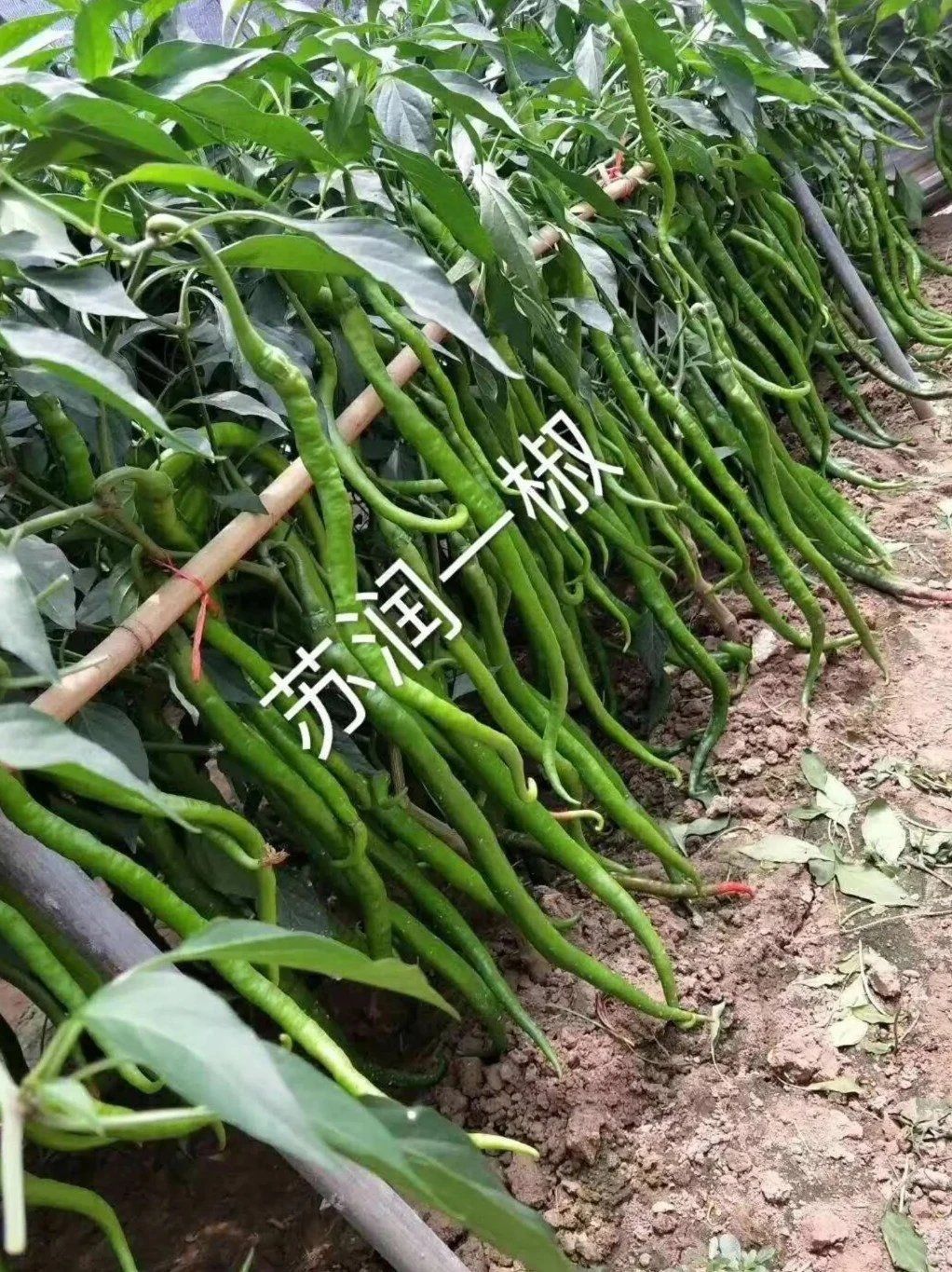 线椒种子  苏润一龙线椒  长40-45厘米  绿色，辣度高