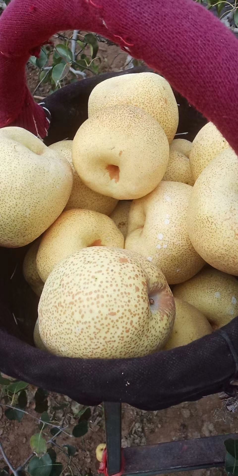 砀山酥梨，口感淳甜，水分足！水煮吃润肺！熬制梨膏通便润肠