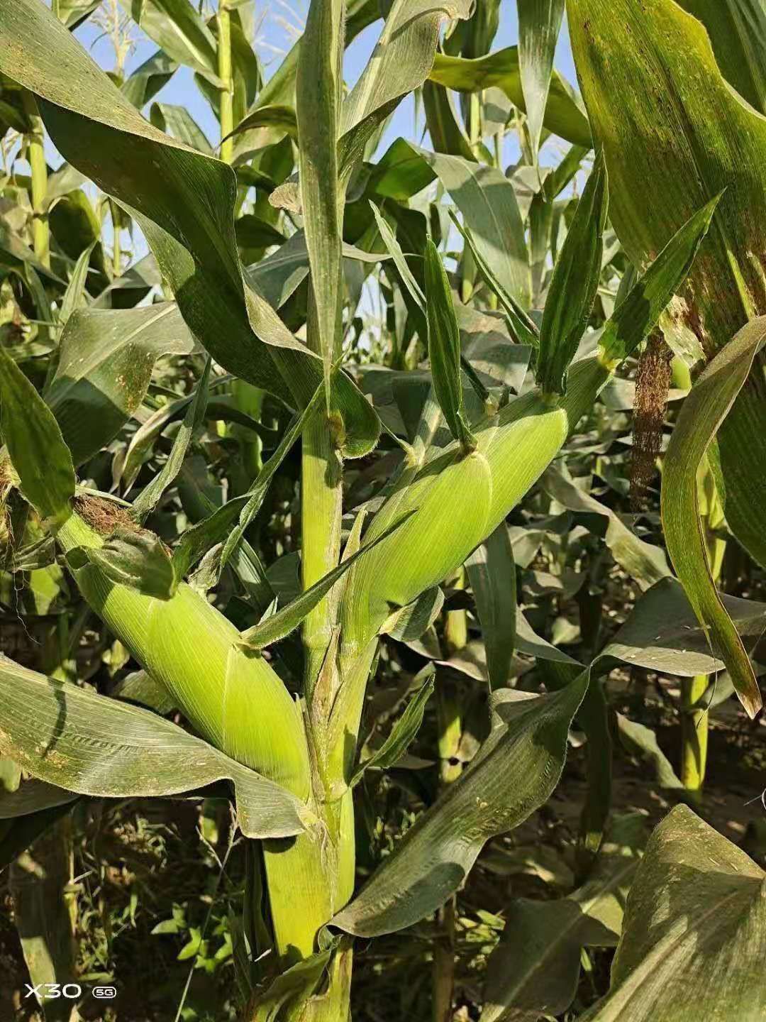 精品太阳花6号，水果玉米，大量供应，产地直发，量大从优