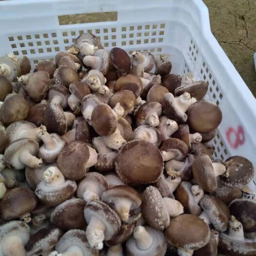 浠水县香菇自产自销一手货源