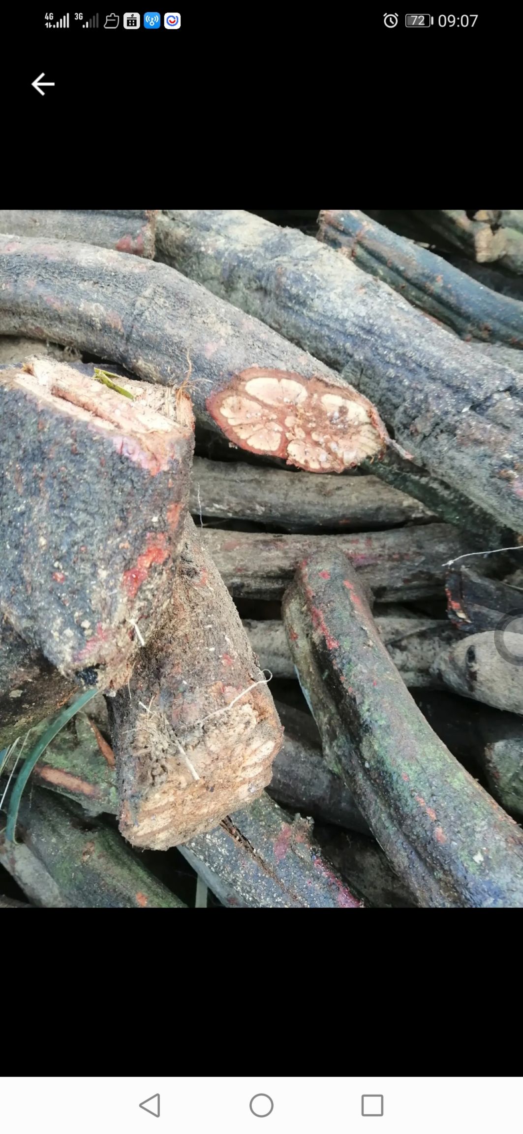 韶关产地原生九龙藤，长期大货供应，一手货源，价格美丽。