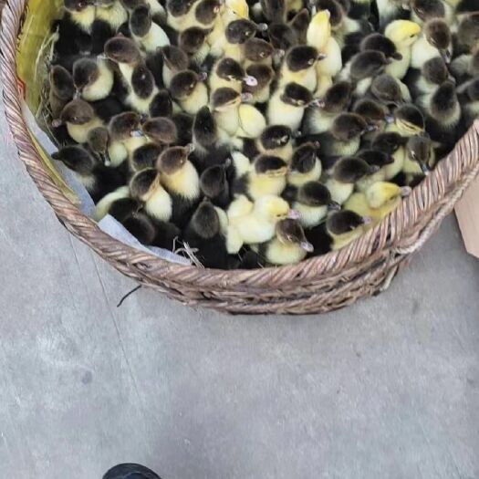 沭阳县番鸭苗 番鸭