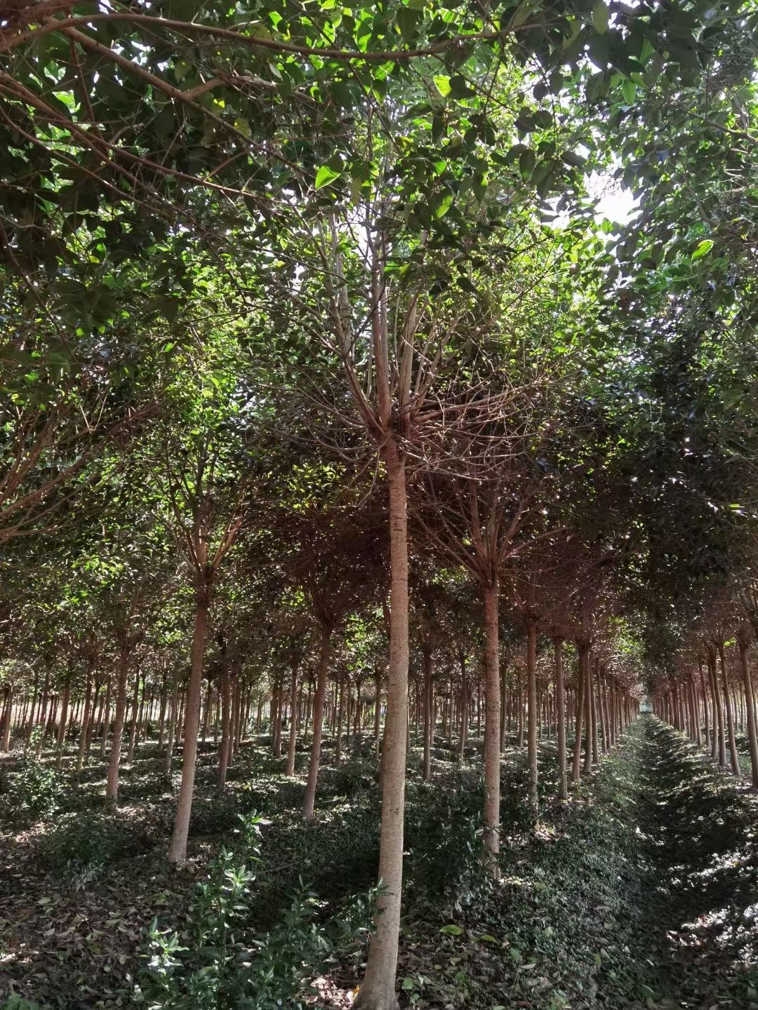 大叶女贞，规格齐全价格低，高杆女贞价格报价