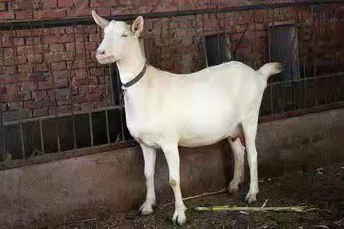 萨能奶山羊日产十斤以上免费提供养殖技术全国包运