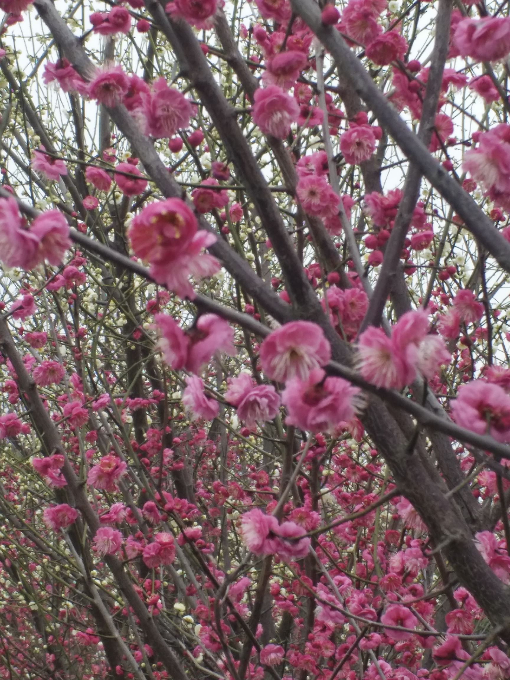 红梅  原生苗，，绿梅，树桩树杆型都有