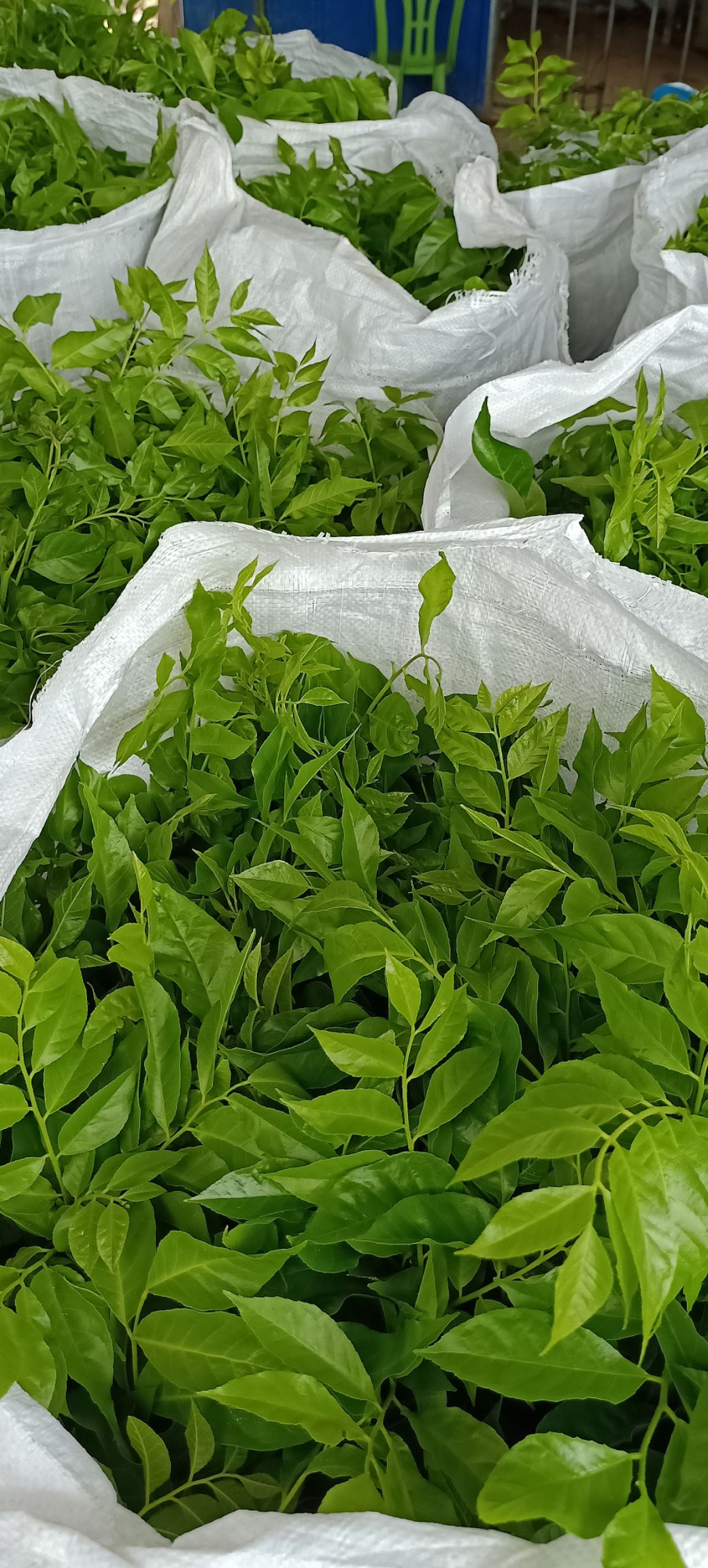 鸡心黄皮苗广西玉林 易种植好管理产量高果大清甜