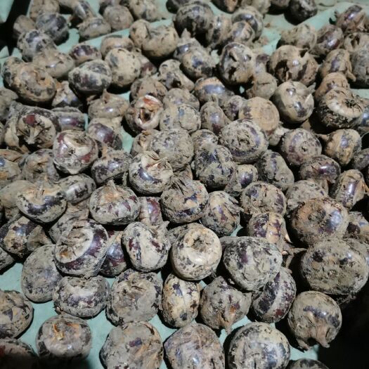乐昌市马蹄 通果未拣选，新鲜现货供应