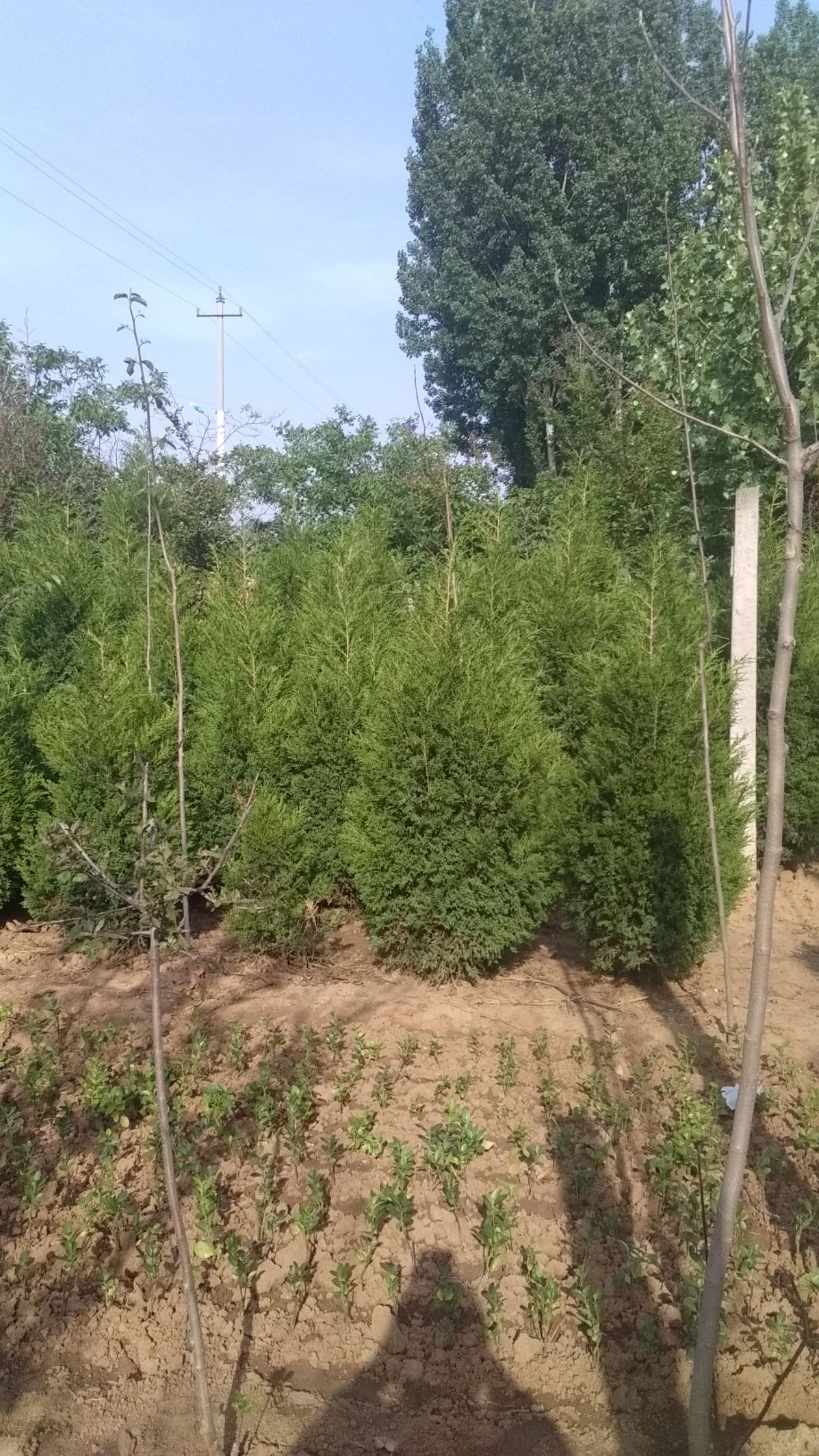蜀侩苗，塔柏苗，圆柏树苗，蜀侩苗批发，塔柏苗批发