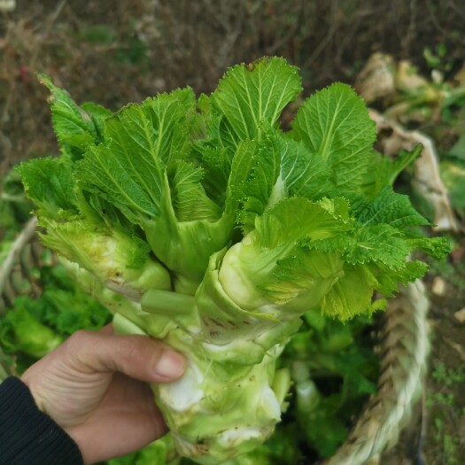 遵义儿菜没多少了，手慢则无，甩卖五毛五毛
