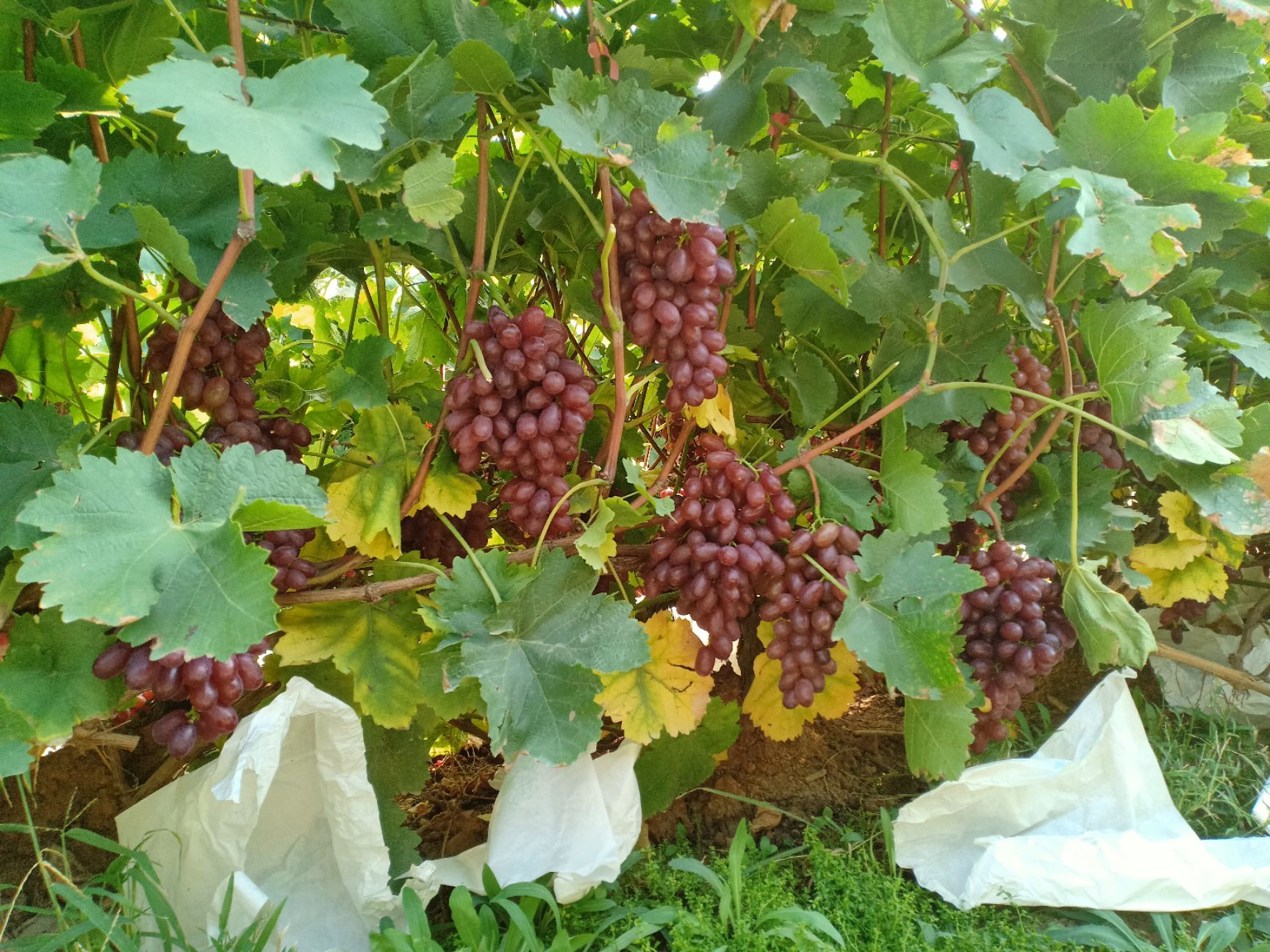 克瑞森无核葡萄 克瑞森葡萄山东青岛莱西