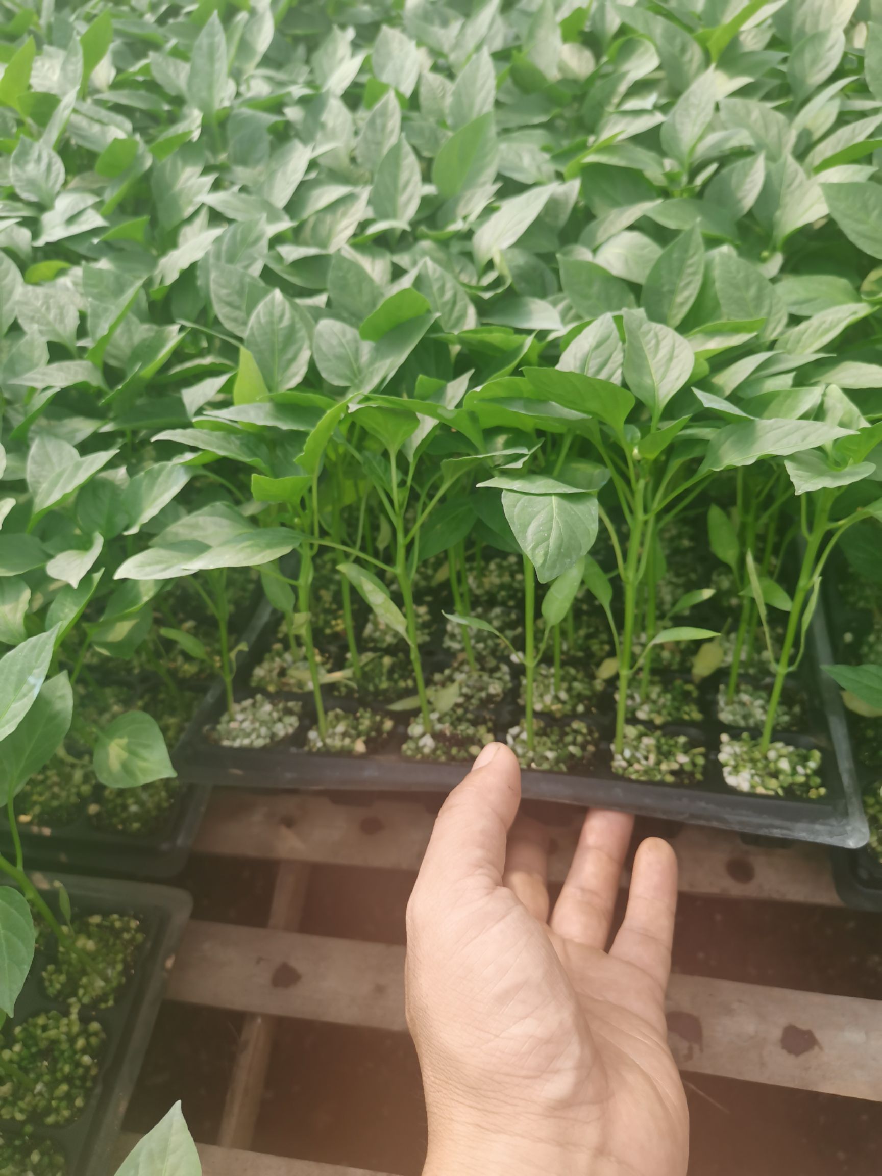 山东寿光优质螺丝辣椒苗 适合种植新手和大农户 直发保质